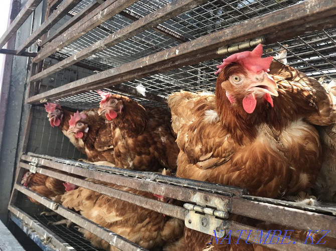 Tauyk. Hens. Laying hens. Wholesale. Delivery is free.  - photo 3