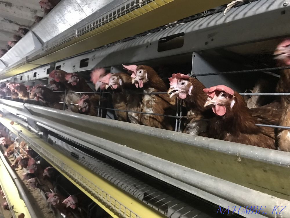 Tauyk. Hens. Laying hens. Wholesale. Delivery is free.  - photo 4