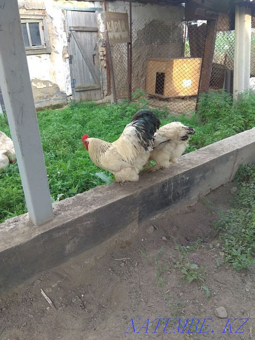 I will sell hens of a rooster Brama  - photo 1