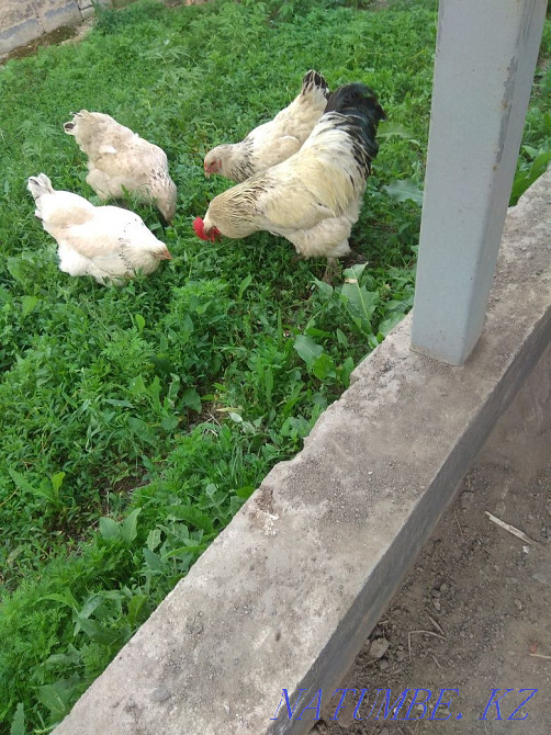 I will sell hens of a rooster Brama  - photo 2