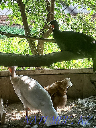 I will sell a rooster and hens and a turkey urgently  - photo 2
