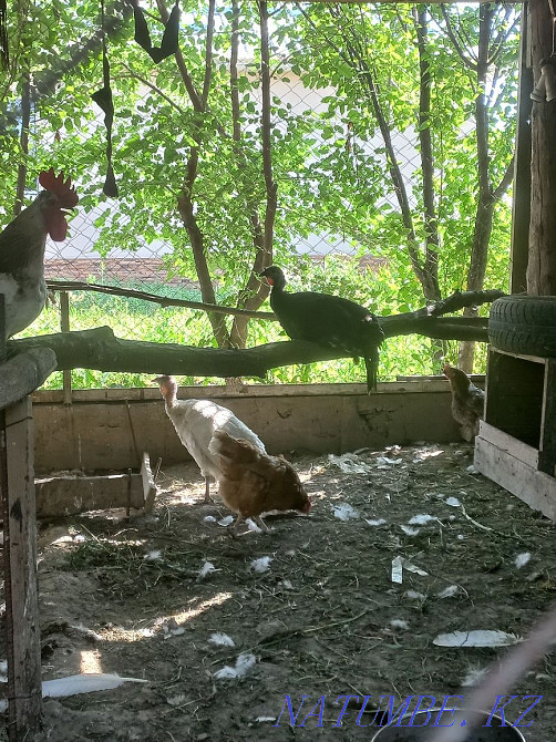 I will sell a rooster and hens and a turkey urgently  - photo 3