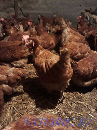 Sell laying hens  - photo 3