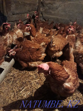 Sell laying hens  - photo 2