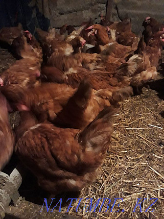 Sell laying hens  - photo 4