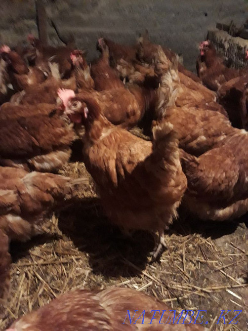 Sell laying hens  - photo 3