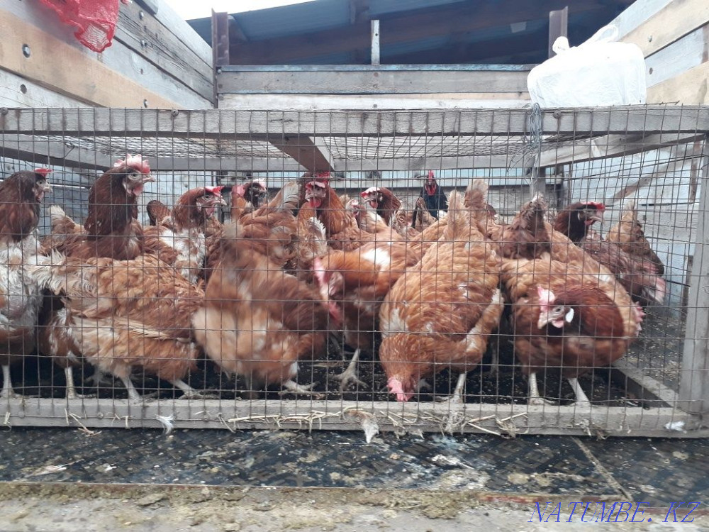 Sell laying hens  - photo 4