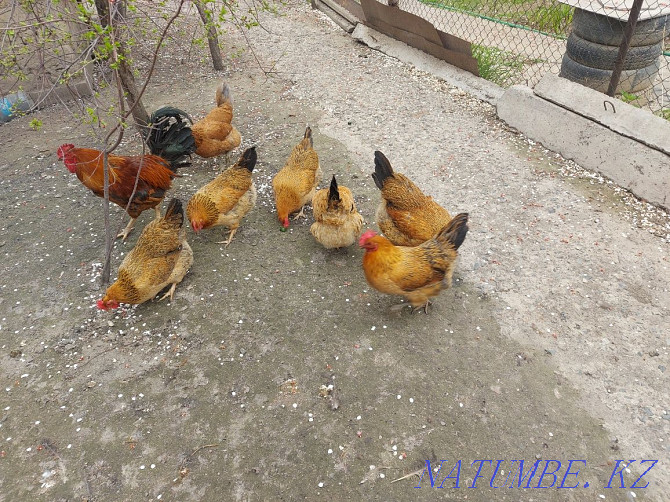 Kuchinsky chickens eggs  - photo 4