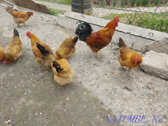 Kuchinsky chickens eggs  - photo 3