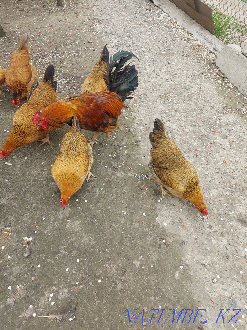 Kuchinsky chickens eggs  - photo 2