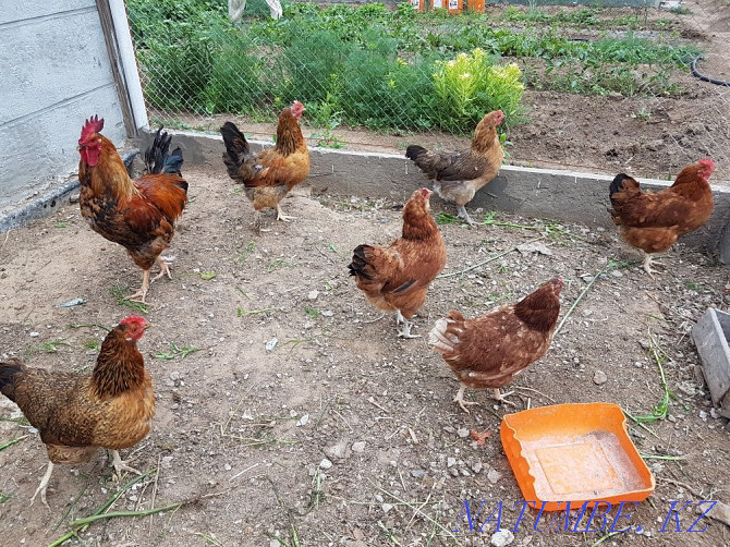 Sell domestic chickens  - photo 4