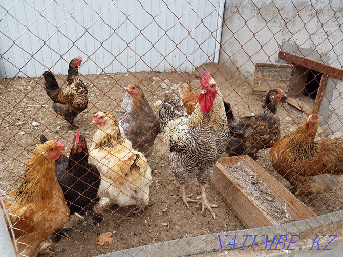 Sell domestic chickens  - photo 1