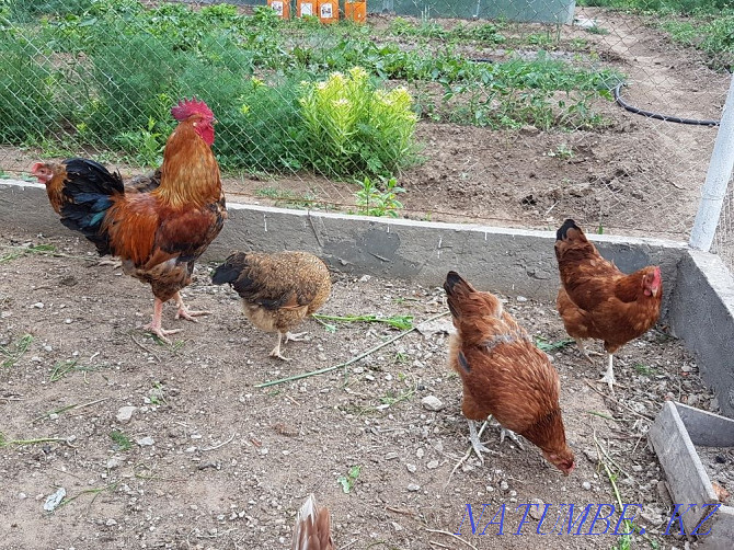 Sell domestic chickens  - photo 3