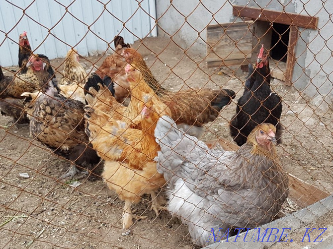 Sell domestic chickens  - photo 2