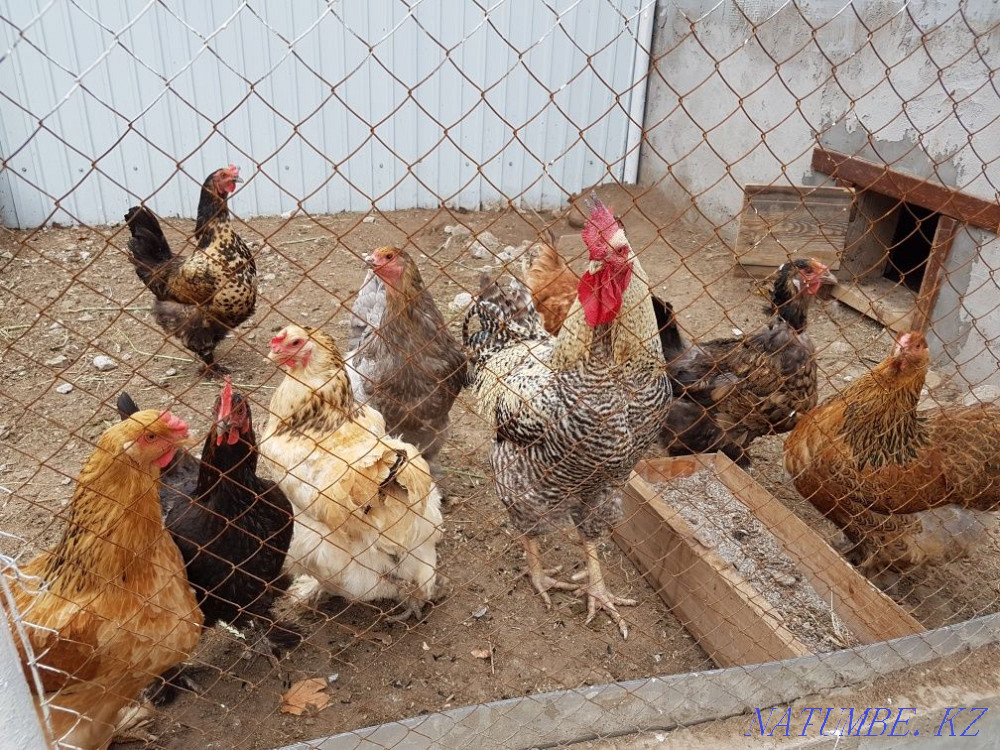 Sell domestic chickens  - photo 1