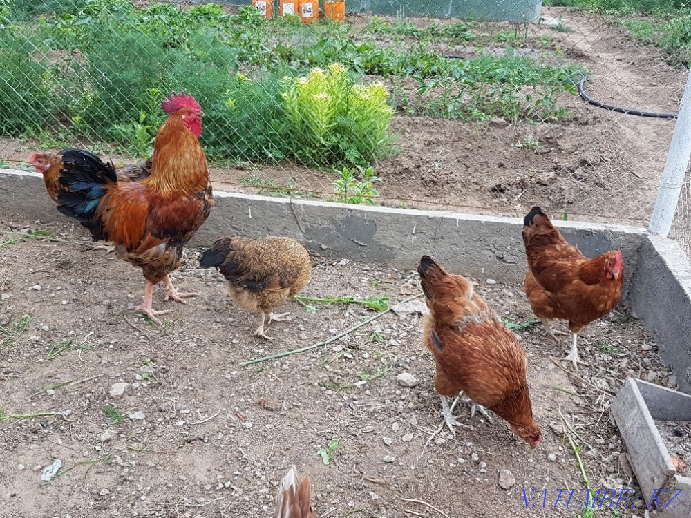 Sell domestic chickens  - photo 3