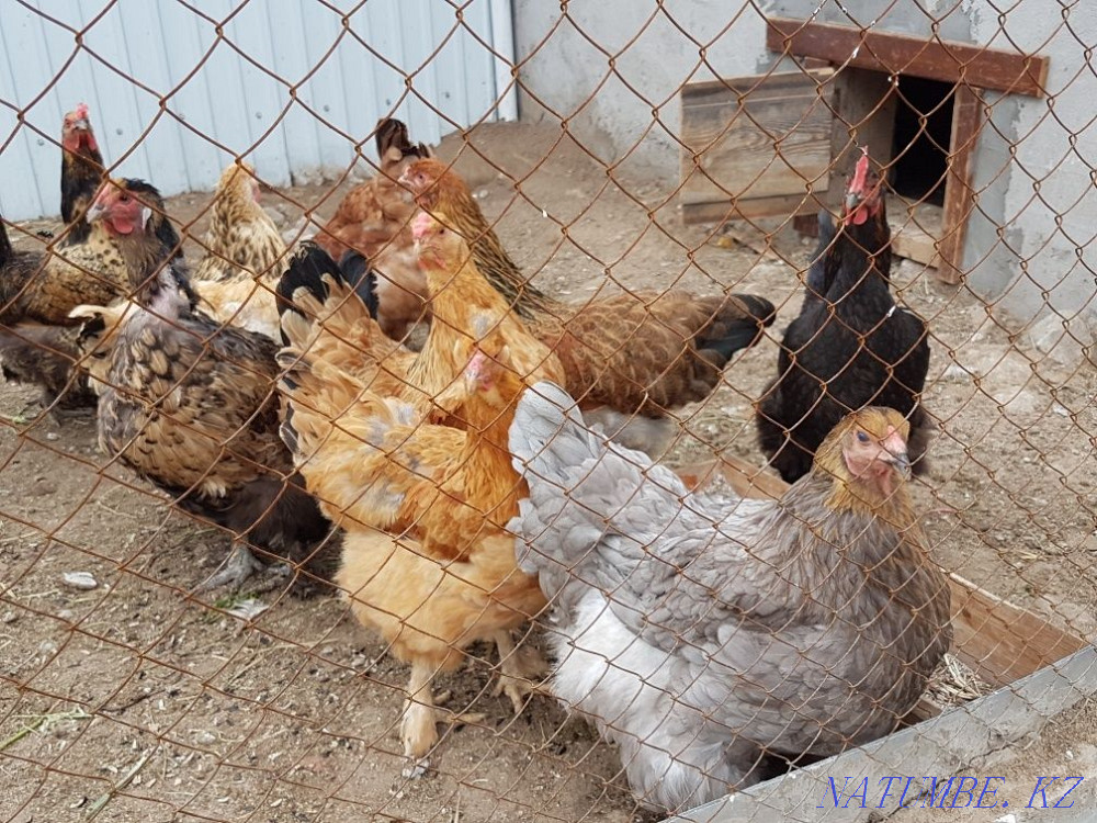 Sell domestic chickens  - photo 2