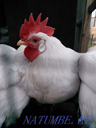 I will sell roosters for 1500 tenge or exchange them for chickens  - photo 1