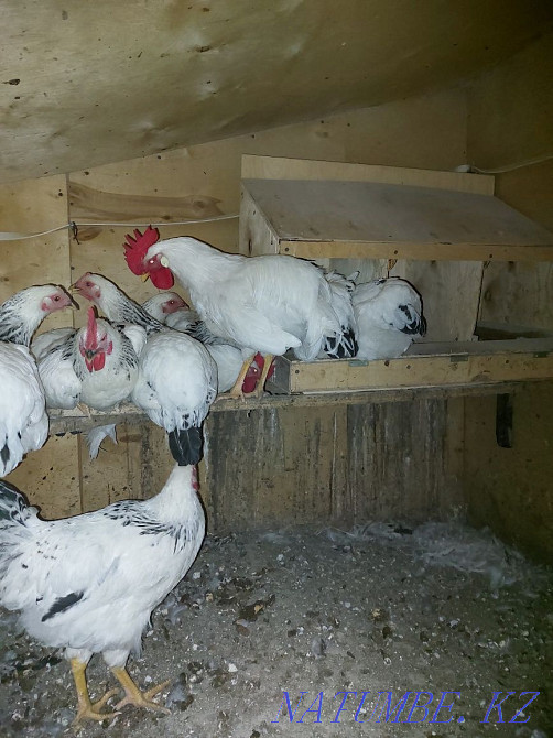 I will sell roosters for 1500 tenge or exchange them for chickens  - photo 2