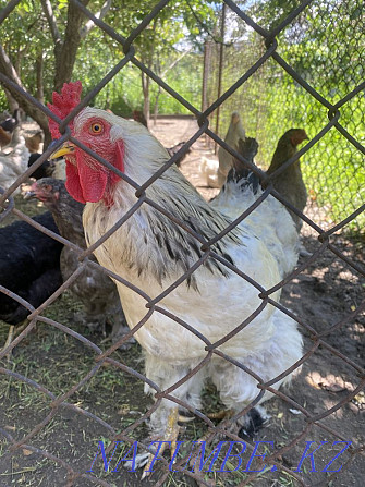 Wholesale domestic chickens and roosters  - photo 2