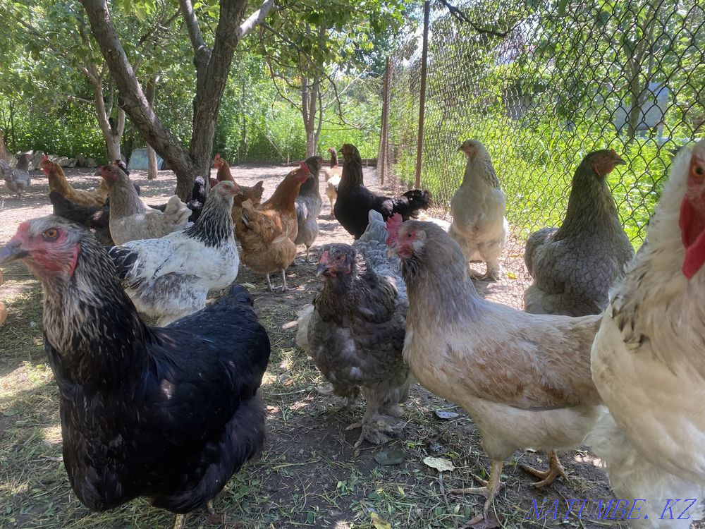 Wholesale domestic chickens and roosters  - photo 1