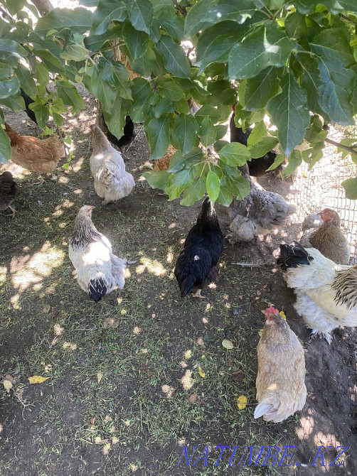 Wholesale domestic chickens and roosters  - photo 3