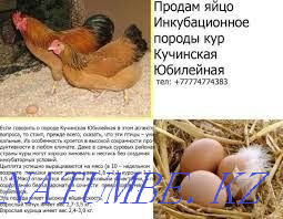 I will sell chickens of a meat-and-egg direction. Breeds Kuchinskaya Jubilee  - photo 1