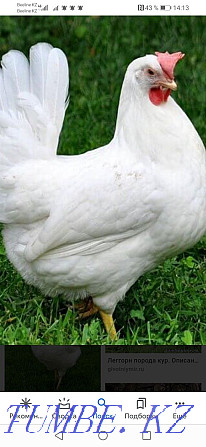 White laying hens  - photo 1