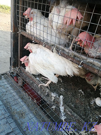 White laying hens  - photo 3