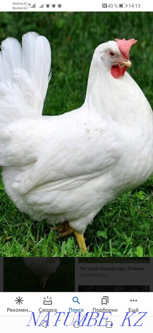 White laying hens  - photo 1