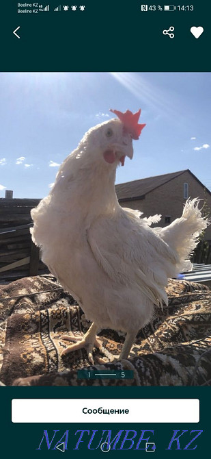 White laying hens  - photo 2