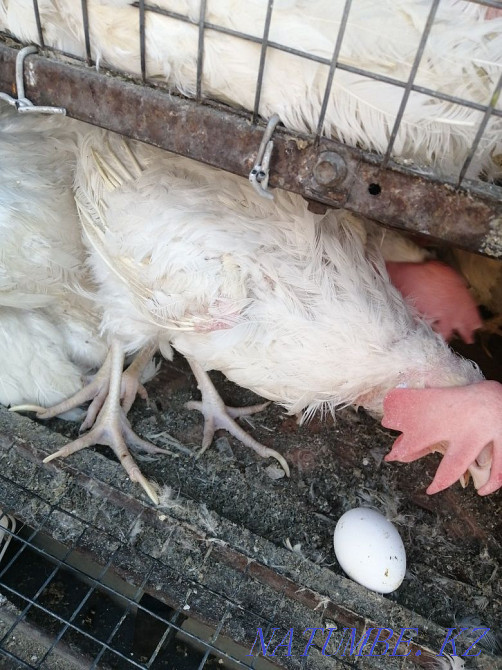 White laying hens  - photo 4