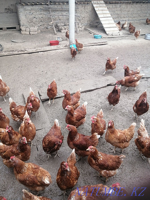 Young hens Lohman Brown laying hen  - photo 2