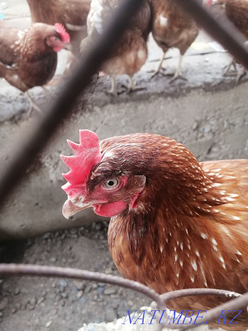 Young hens Lohman Brown laying hen  - photo 1