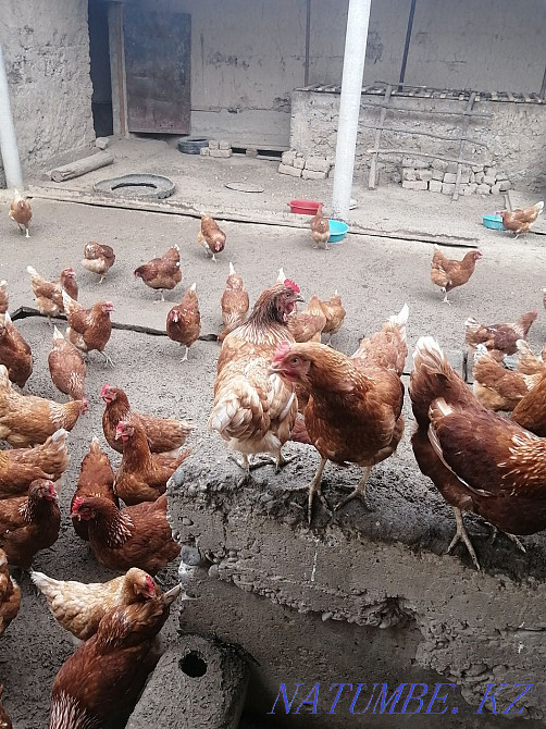 Young hens Lohman Brown laying hen  - photo 3