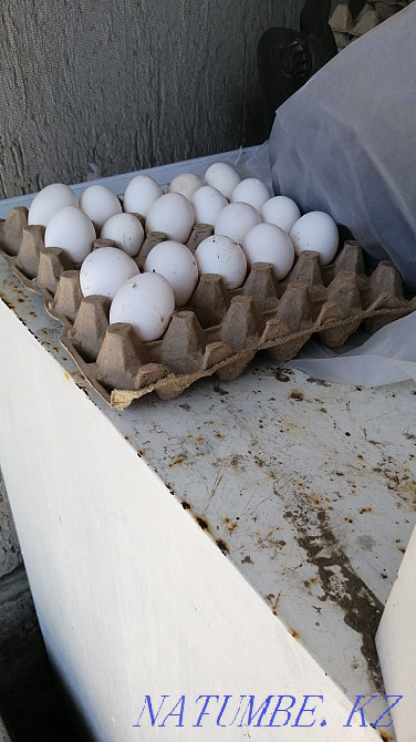 Laying hens One-year-olds rush Vaktsynirvvany Tauyk  - photo 2