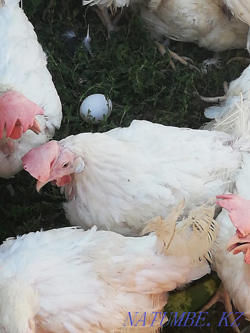 Laying hens One-year-olds are laying  - photo 1