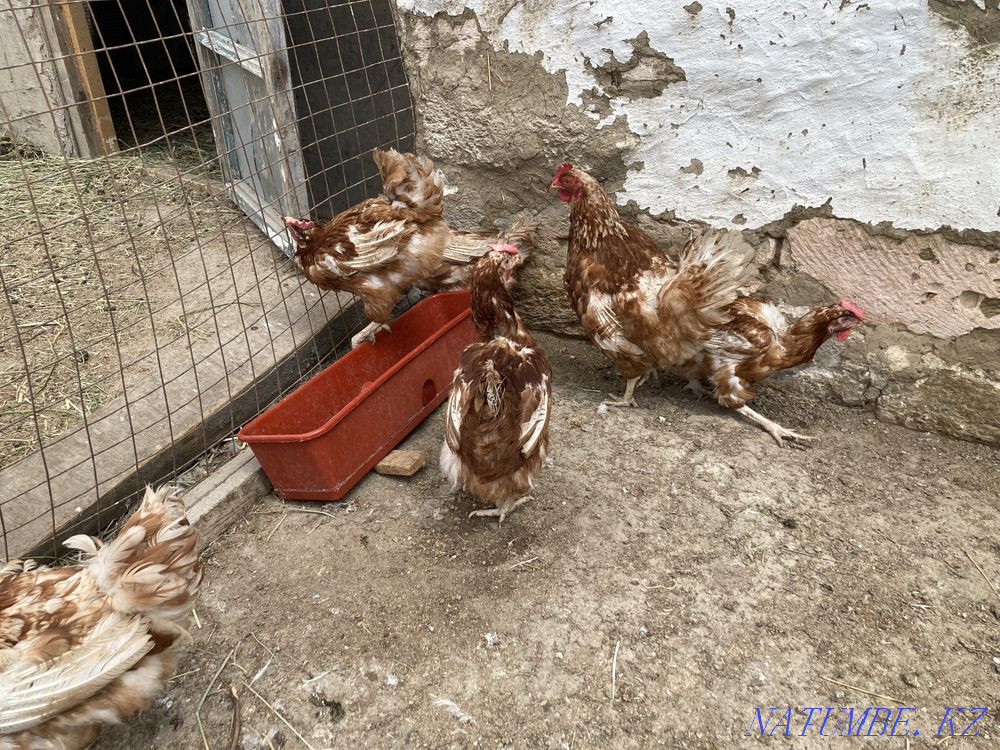 Tauyk. Hens.  - photo 1