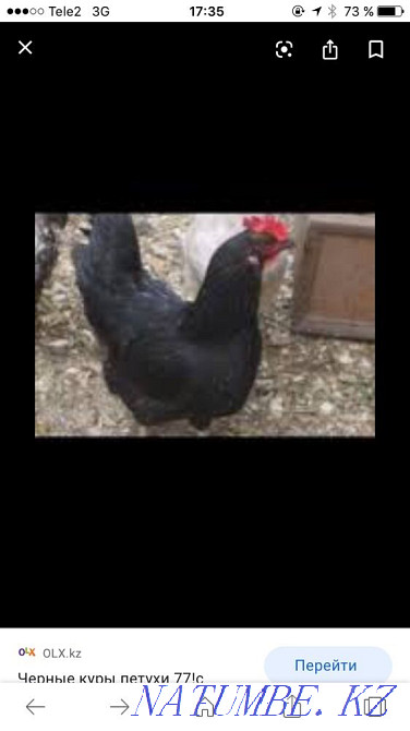 Almaty! black hens roosters delivery  - photo 1