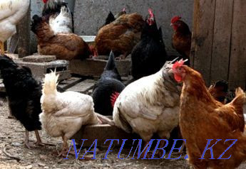 White red colored chickens on treatment rituals  - photo 1