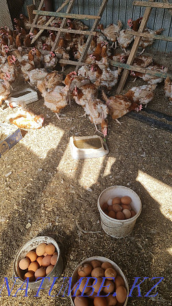 Laying hens Hasiki  - photo 2