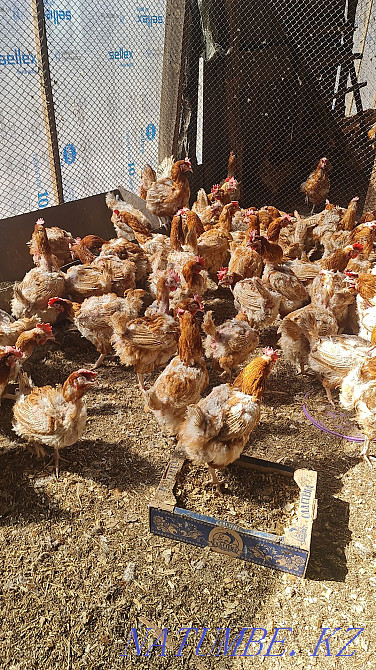Laying hens Hasiki  - photo 1