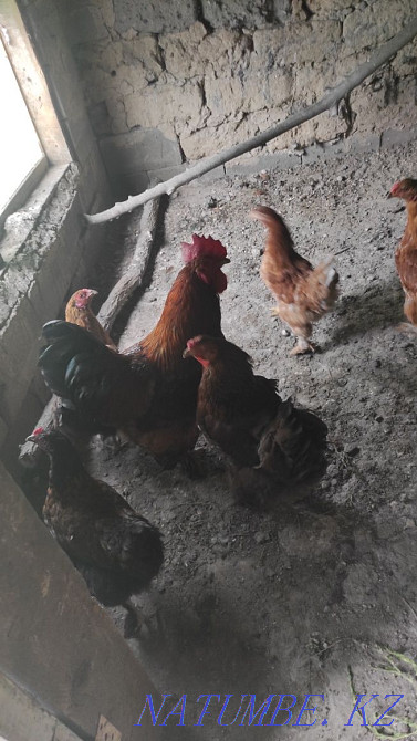 тауықтар. .  - изображение 3