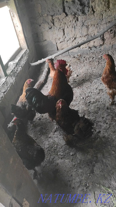 тауықтар. .  - изображение 4