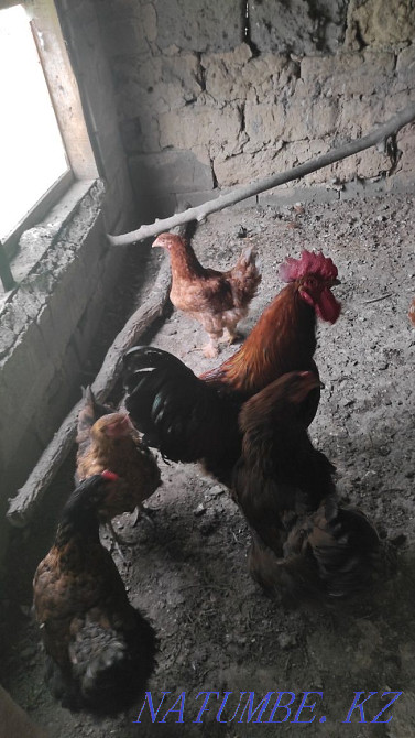 тауықтар. .  - изображение 2