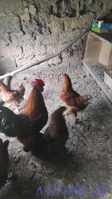 тауықтар. .  - изображение 1