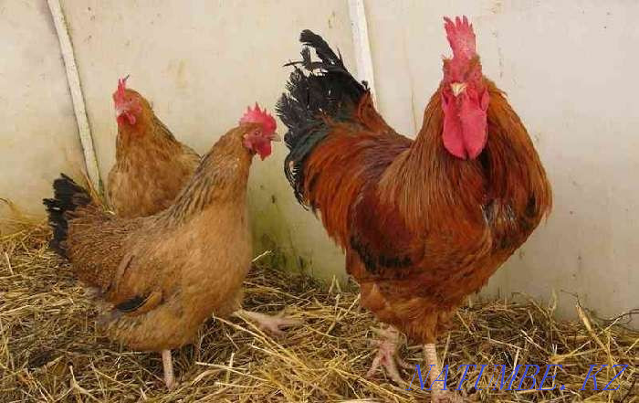 Sell chickens and rooster  - photo 1