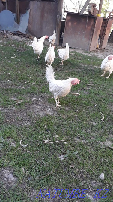 Sell laying hens  - photo 4