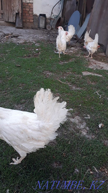 Sell laying hens  - photo 1