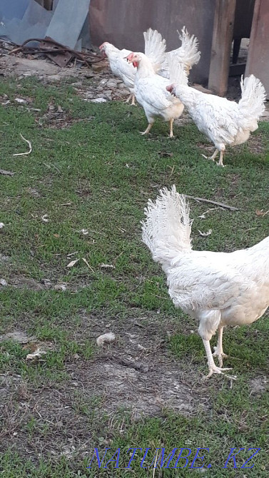 Sell laying hens  - photo 3